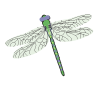 dragonfly